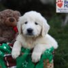 Image of Jasper, a Golden Retriever puppy