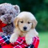 Image of Jenny, a Golden Retriever puppy
