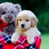 Image of Jenny, a Golden Retriever puppy