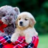Image of Jenny, a Golden Retriever puppy