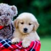 Image of Jenny, a Golden Retriever puppy