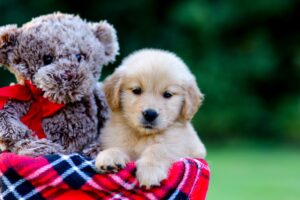 Image of Jenny, a Golden Retriever puppy