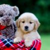 Image of Jenny, a Golden Retriever puppy