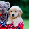 Image of Jenny, a Golden Retriever puppy