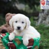 Image of Jenny, a Golden Retriever puppy