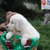 Image of Jenny, a Golden Retriever puppy