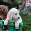 Image of Jenny, a Golden Retriever puppy
