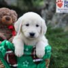 Image of Jenny, a Golden Retriever puppy