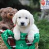 Image of Jenny, a Golden Retriever puppy