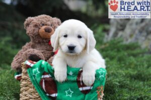 Image of Jenny, a Golden Retriever puppy