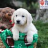 Image of Jenny, a Golden Retriever puppy