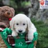 Image of Jenny, a Golden Retriever puppy