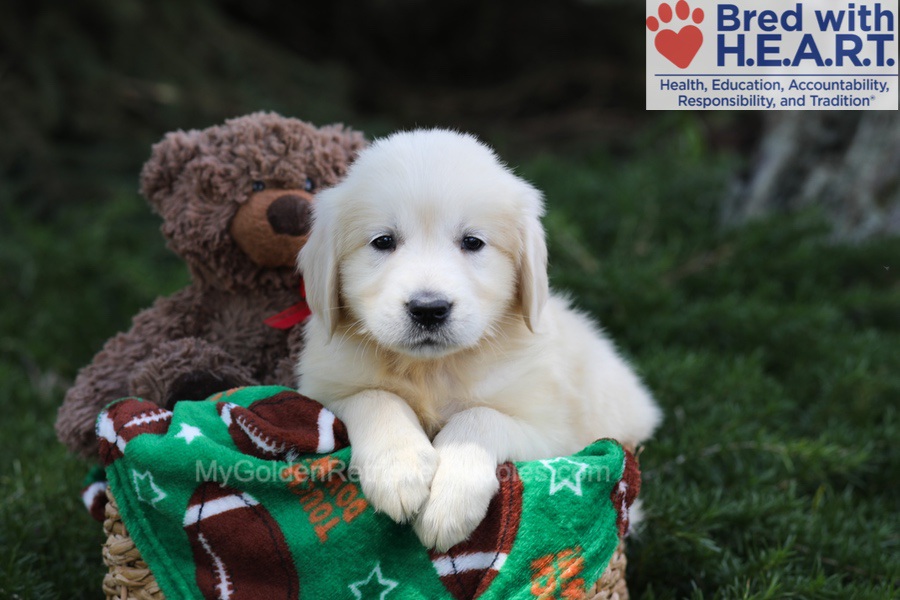 Jewel Image of Jewel, a Golden Retriever puppy