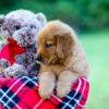 Image of Jim, a Golden Retriever puppy