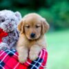 Image of Jim, a Golden Retriever puppy