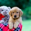 Image of Jim, a Golden Retriever puppy