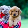 Image of Jim, a Golden Retriever puppy