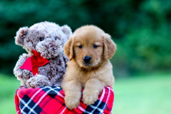 Image of Jim, a Golden Retriever puppy