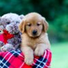 Image of Jim, a Golden Retriever puppy