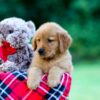 Image of Jim, a Golden Retriever puppy