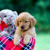 Image of Jim, a Golden Retriever puppy