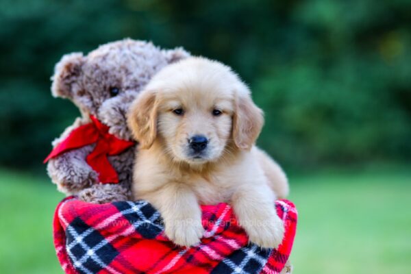 Image of Joey, a Golden Retriever puppy