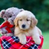 Image of Joey, a Golden Retriever puppy