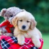 Image of Joey, a Golden Retriever puppy