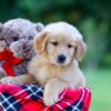 Image of Joey, a Golden Retriever puppy