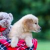 Image of Joey, a Golden Retriever puppy