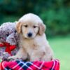 Image of Joey, a Golden Retriever puppy