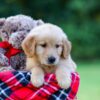 Image of Joey, a Golden Retriever puppy