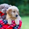 Image of Joey, a Golden Retriever puppy