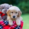 Image of Joey, a Golden Retriever puppy