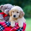 Image of Joey, a Golden Retriever puppy