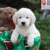 Image of June, a Golden Retriever puppy