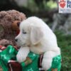 Image of June, a Golden Retriever puppy