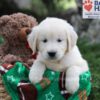 Image of June, a Golden Retriever puppy