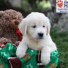 Image of June, a Golden Retriever puppy