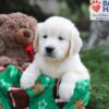 Image of June, a Golden Retriever puppy