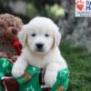 Image of June, a Golden Retriever puppy