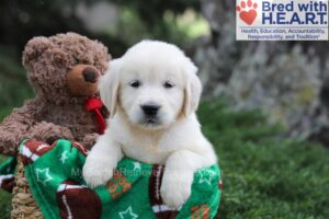 Image of June, a Golden Retriever puppy