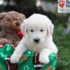 Image of June, a Golden Retriever puppy