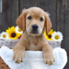 Image of Kade, a Golden Retriever puppy