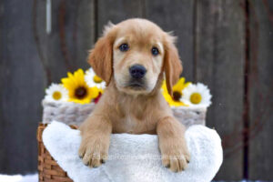 Image of Kade, a Golden Retriever puppy