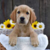 Image of Kade, a Golden Retriever puppy
