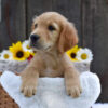 Image of Kade, a Golden Retriever puppy
