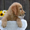 Image of Kade, a Golden Retriever puppy