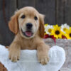 Image of Kade, a Golden Retriever puppy