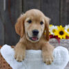Image of Kade, a Golden Retriever puppy